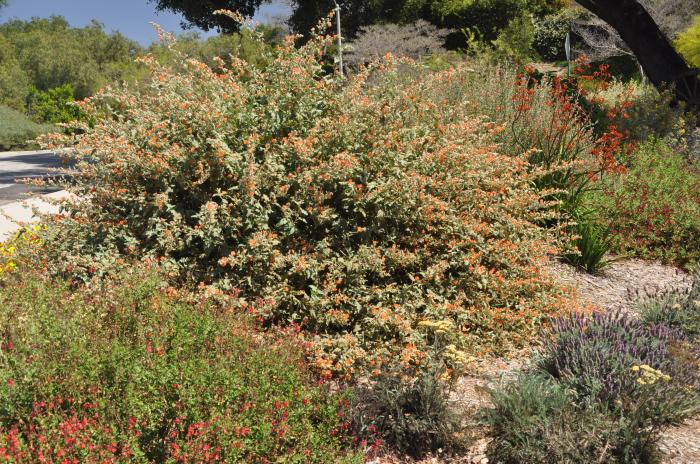 Plant photo of: Sphaeralcea ambigua