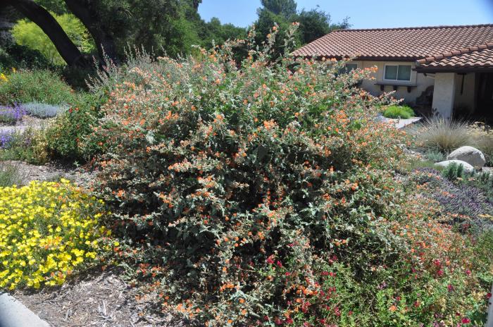 Plant photo of: Sphaeralcea ambigua