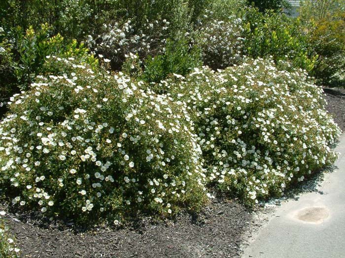 Cistus hybridus