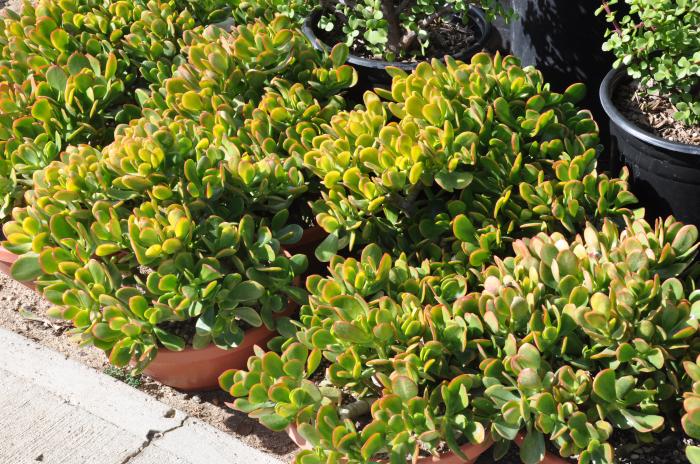 Crassula argentea 'Sunset'