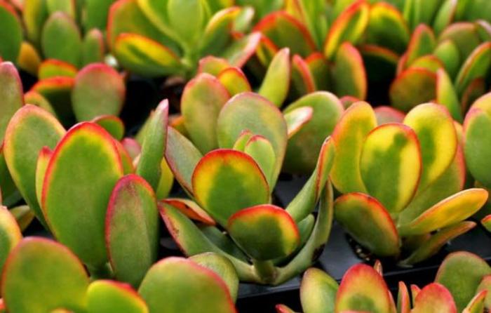 Plant photo of: Crassula argentea 'Sunset'