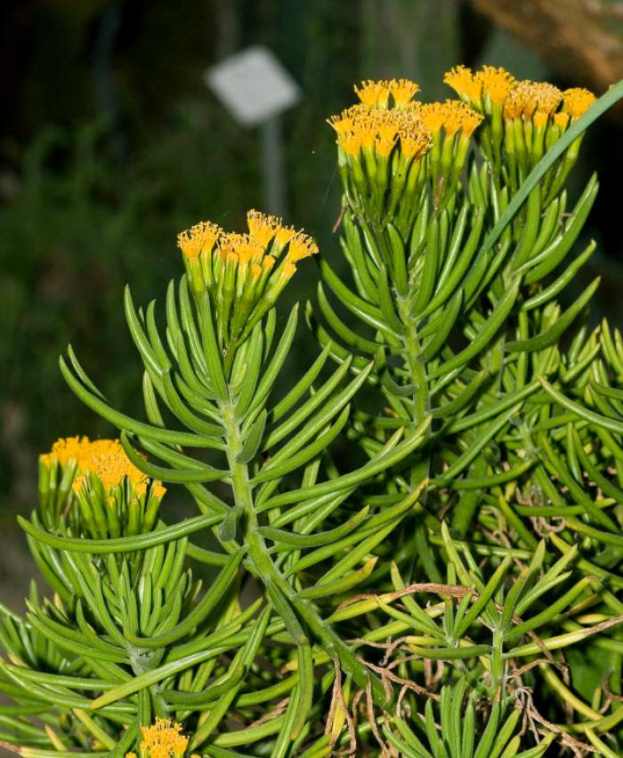 Plant photo of: Senecio barbertonicus