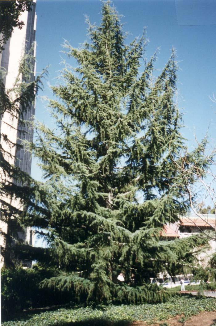 Cedrus deodara