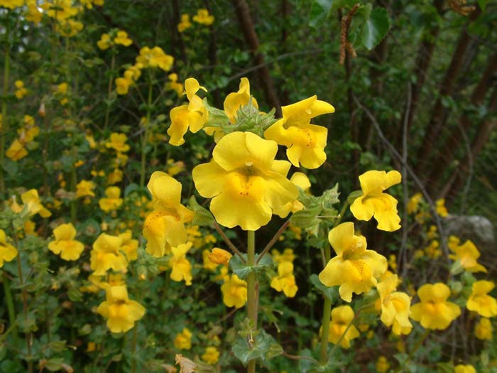 Plant photo of: Mimulus guttatus