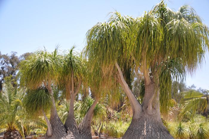 Beaucarnea recurvata