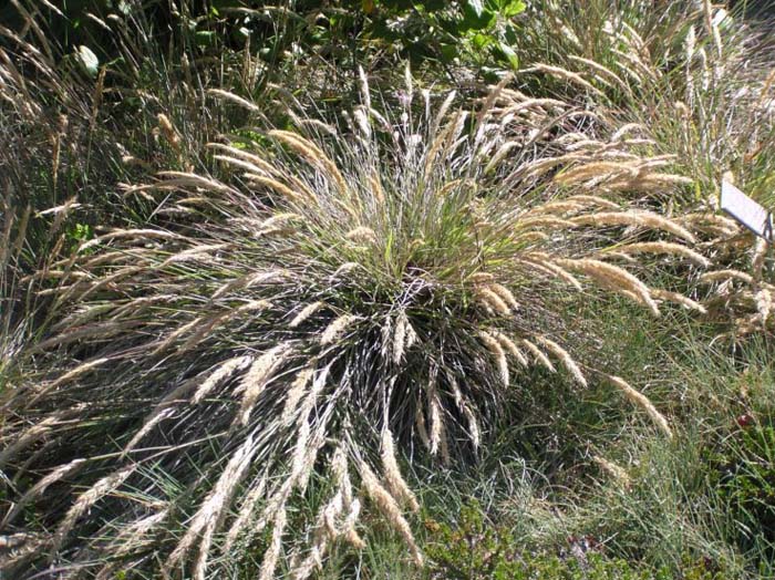 Calamagrostis foliosa