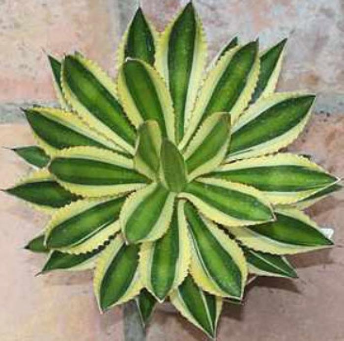 Agave lophantha 'Quadricolor'