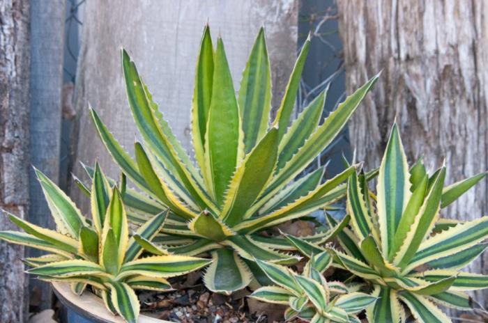 Plant photo of: Agave lophantha 'Quadricolor'