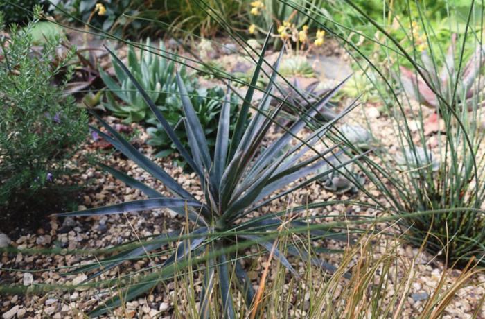 Plant photo of: Yucca aloifolia 'Magenta Magic'