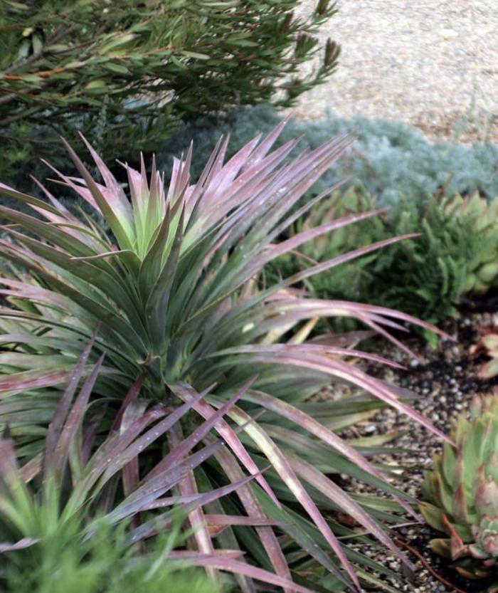 Plant photo of: Yucca aloifolia 'Magenta Magic'