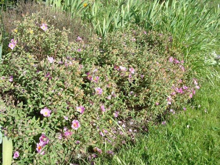 Cistus crispus