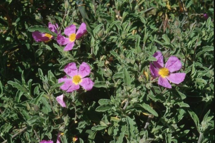 Plant photo of: Cistus crispus