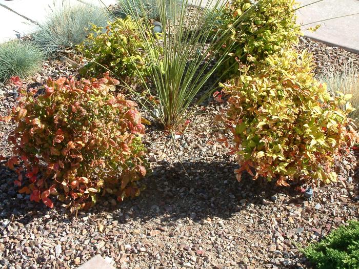 Nandina domestica 'Compacta Nana'