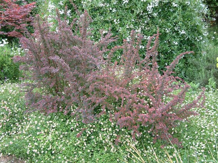 Berberis thunbergii 'Atropurpurea'