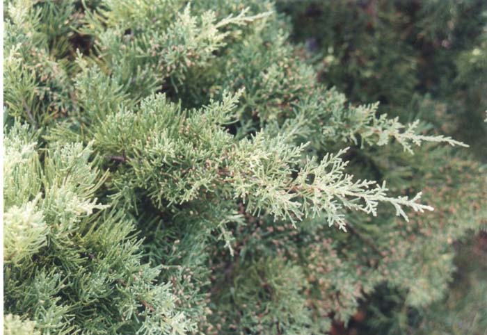 Juniperus chinensis 'Pfitzeriana Glauca'