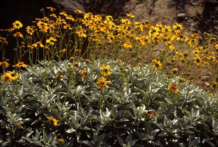 Encelia densiflora