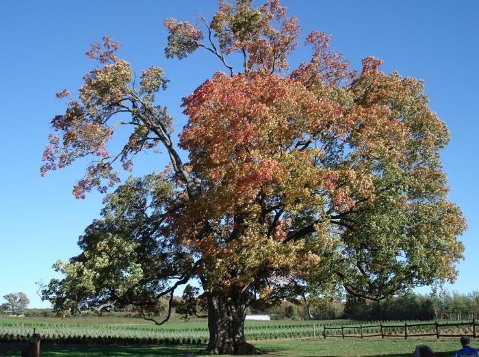 Plant photo of: Acer saccharum