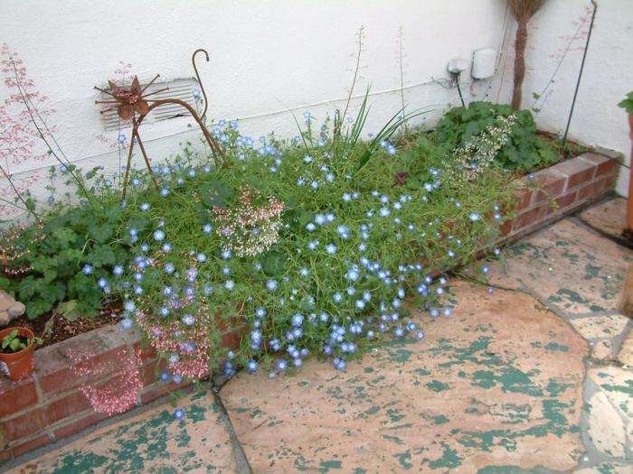 Plant photo of: Nemophila menziesii