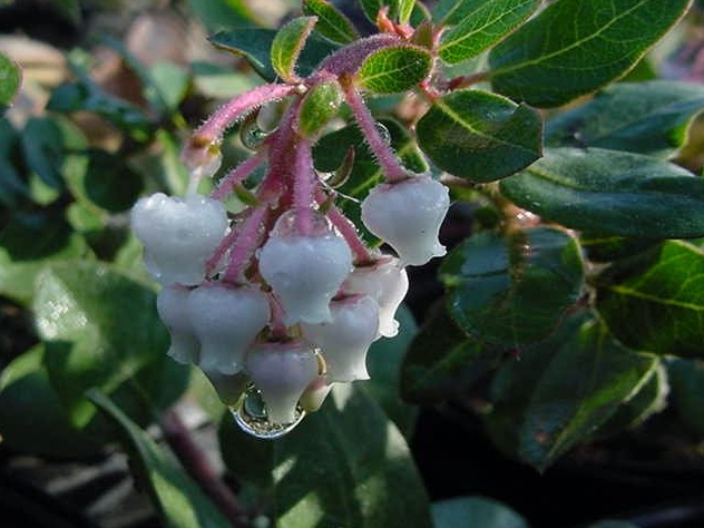 Plant photo of: Arctostaphylos 'John Dourley'