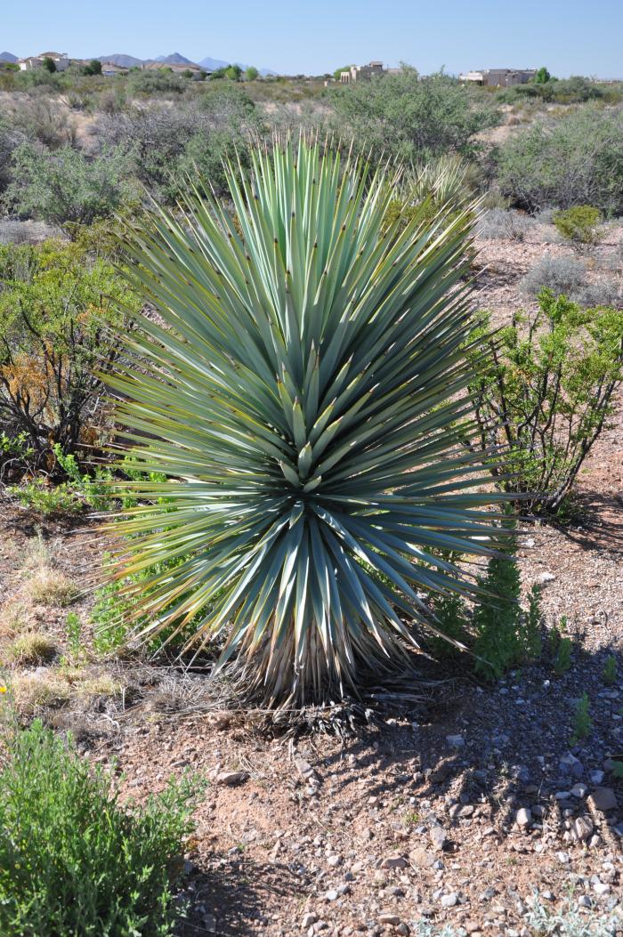 Yucca rigida