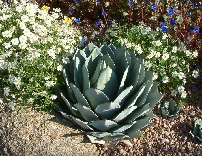 Plant photo of: Agave parryi melampodium