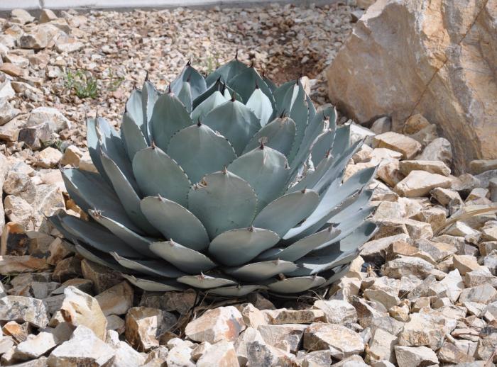 Plant photo of: Agave parryi melampodium