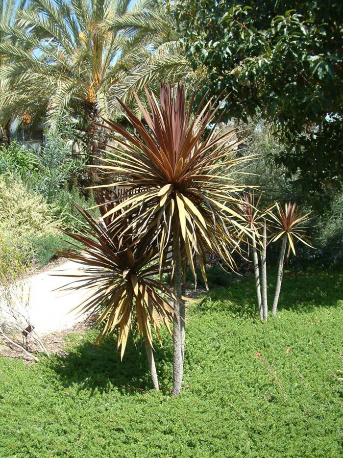 Cordyline australis 'Red Star'