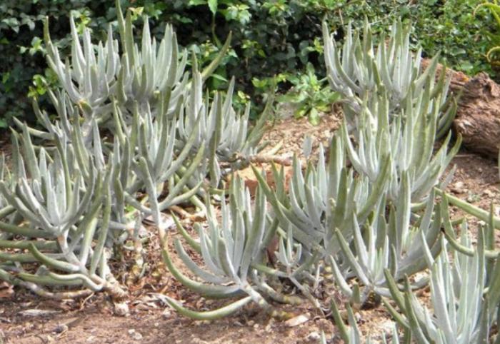 Cotyledon orbiculata var. oblonga