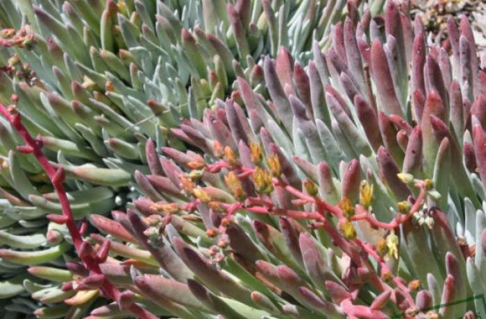 Dudleya greenei