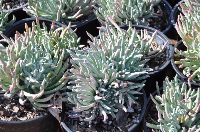 Plant photo of: Dudleya greenei