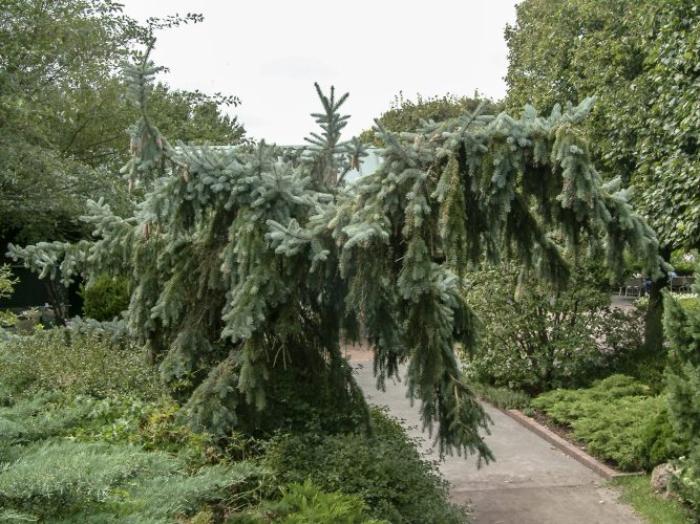 Picea pungens 'Pendula'