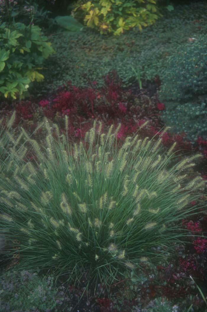 Pennisetum alopecuroides 'Little Bunny'