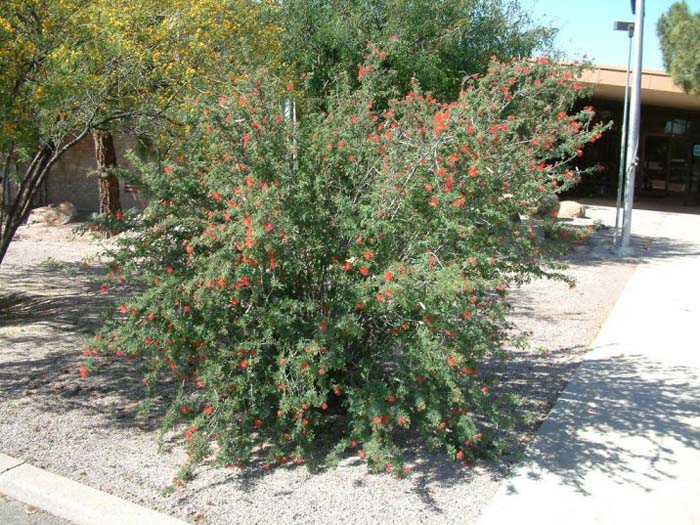 Calliandra californica