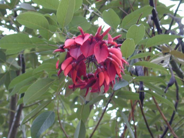 Erythrina crista-galli