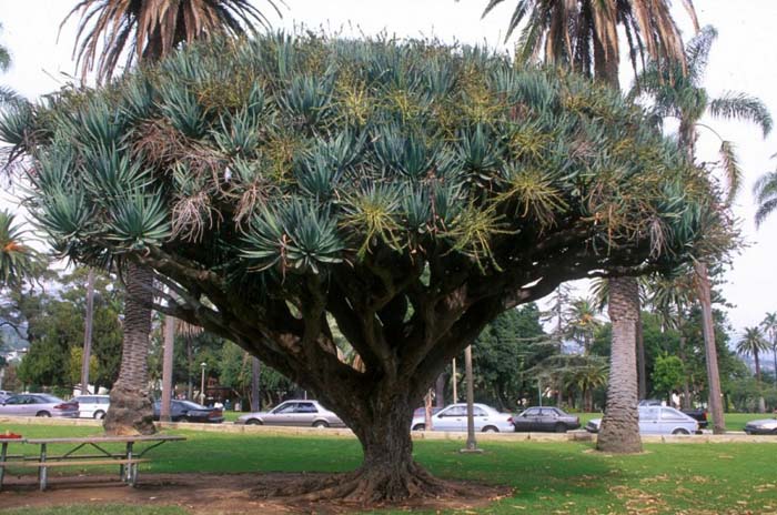 Dracaena draco