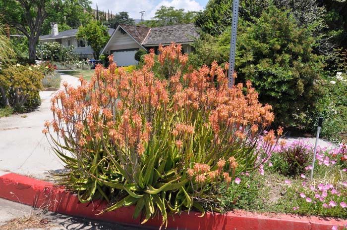 Aloe maculata