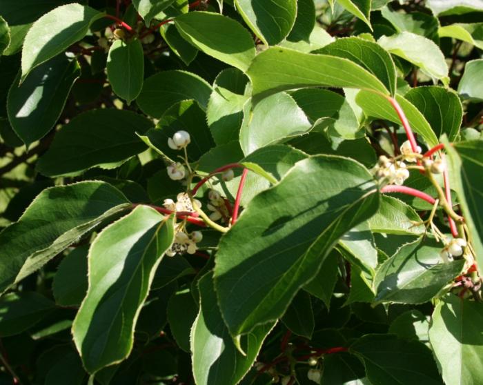 Actinidia arguta