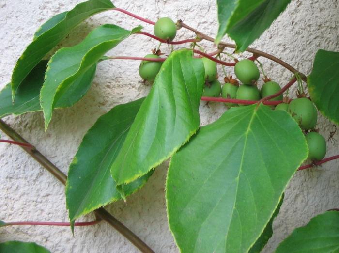 Plant photo of: Actinidia arguta