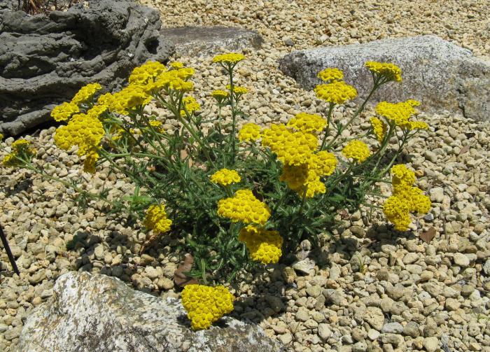 Plant photo of: Achillea tomentosa