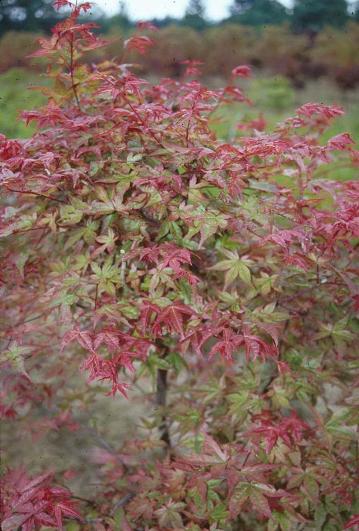 Acer palmatum 'Shindeshojo'