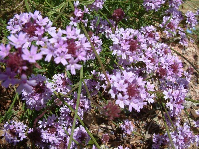 Plant photo of: Verbena lilacina 'De La Mina'