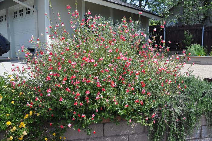 Plant photo of: Salvia 'Hot Lips'