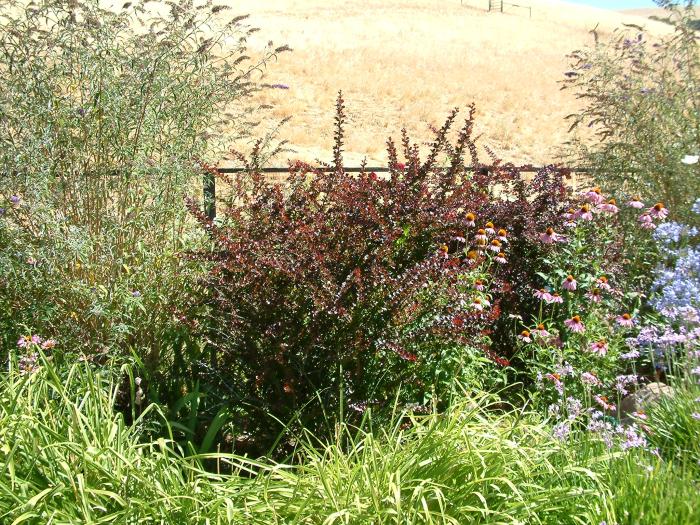 Berberis thunbergii 'Royal Burgundy'