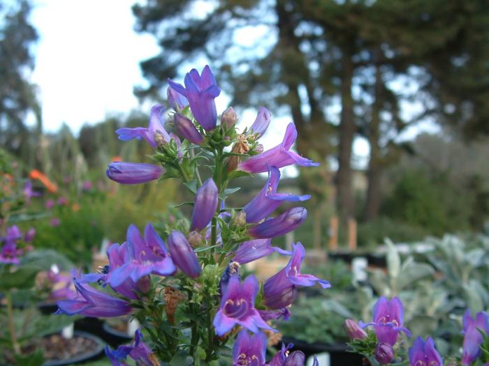 Plant photo of: Penstemon hybrids