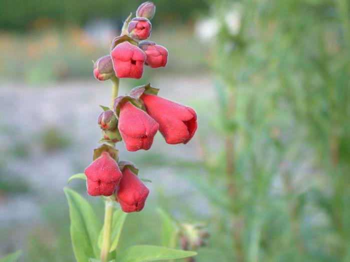 Plant photo of: Penstemon hybrids