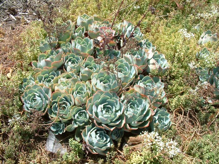 Echeveria 'Imbricata'