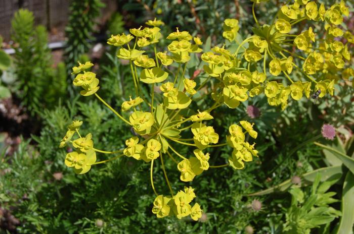 Plant photo of: Euphorbia 'Blue Haze'