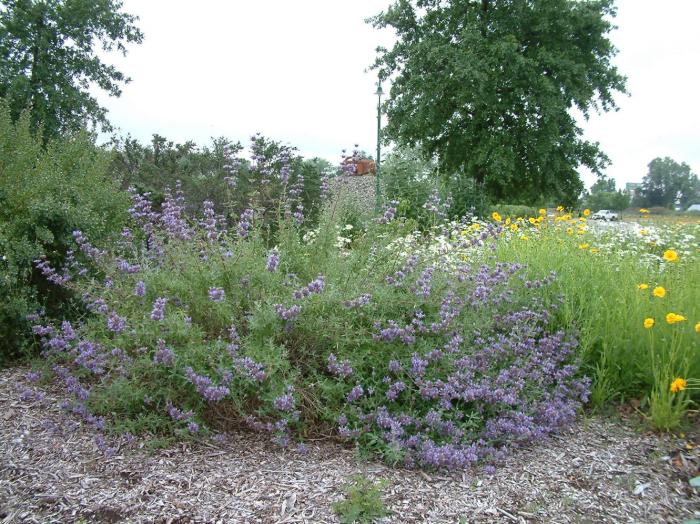 Salvia clevelandii 'Allen Chickering'