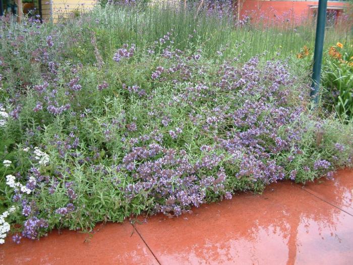 Plant photo of: Salvia clevelandii 'Allen Chickering'