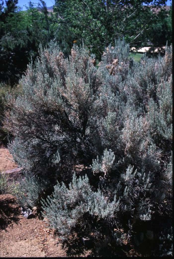 Artemisia tridentata